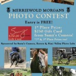 Free Morgan Horse Photo Contest